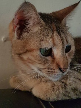 Front view of cute beautiful Orange cat sleeping in her dreams on the floor