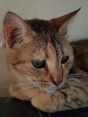 Front view of cute beautiful Orange cat sleeping in her dreams on the floor
