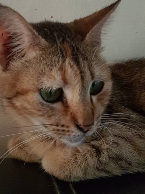 Front view of cute beautiful Orange cat sleeping in her dreams on the floor