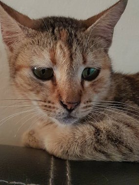 Front view of cute beautiful Orange cat sleeping in her dreams on the floor