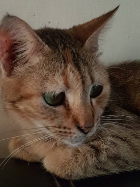 Front view of cute beautiful Orange cat sleeping in her dreams on the floor