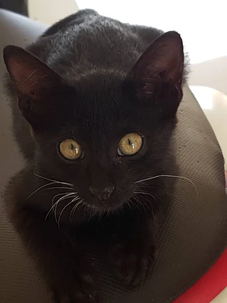 Black Cat Yellow Eyes Sitting Looking Back Floor — Stok Foto