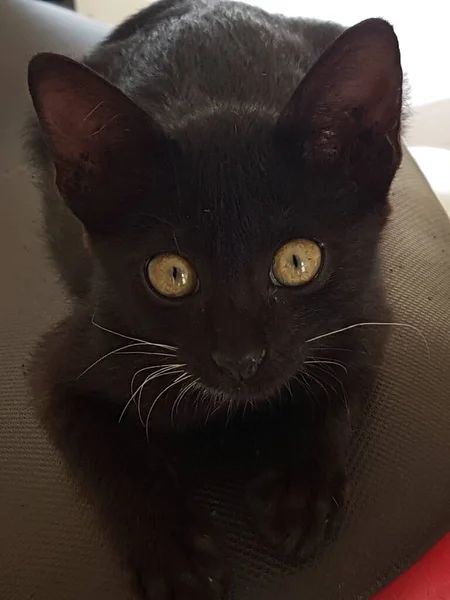 Black Cat Yellow Eyes Sitting Looking Back Floor — Foto Stock