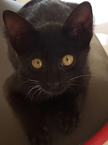 Black Cat Yellow Eyes Sitting Looking Back Floor — Stok fotoğraf