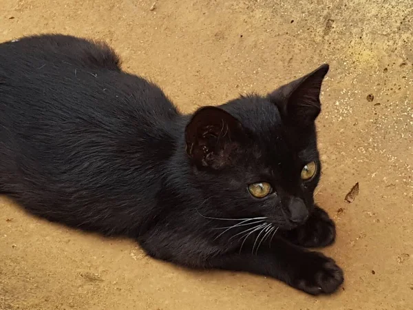 Black Cat Yellow Eyes Sitting Looking Back Floor — Photo