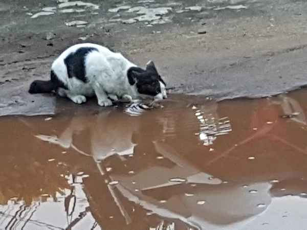 A large black and white cat drinks water from the river . Pets on a walk.