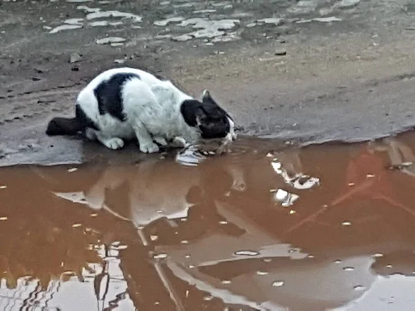 Large Black White Cat Drinks Water River Pets Walk — Stockfoto