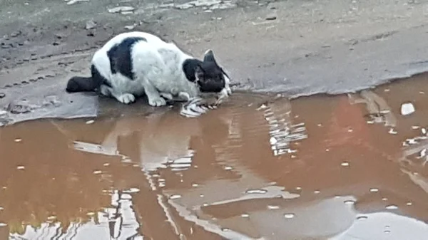 Large Black White Cat Drinks Water River Pets Walk — Stockfoto