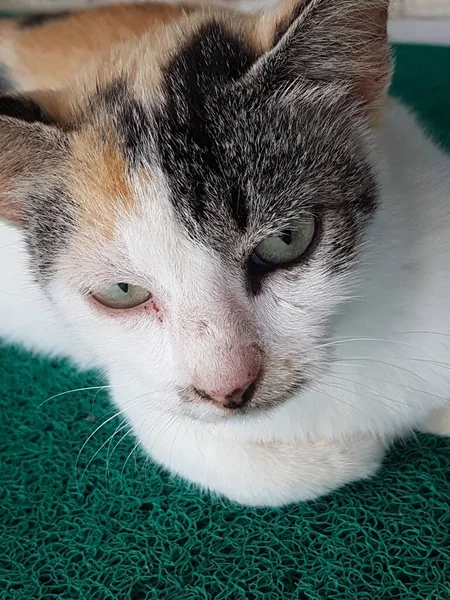 Tampilan Depan Kucing Cantik Tidur Mimpinya Lantai — Stok Foto