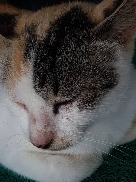 Front View Cute Beautiful Cat Sleeping Her Dreams Floor — Stock Photo, Image