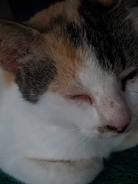 Front view of cute beautiful cat sleeping in her dreams on the floor