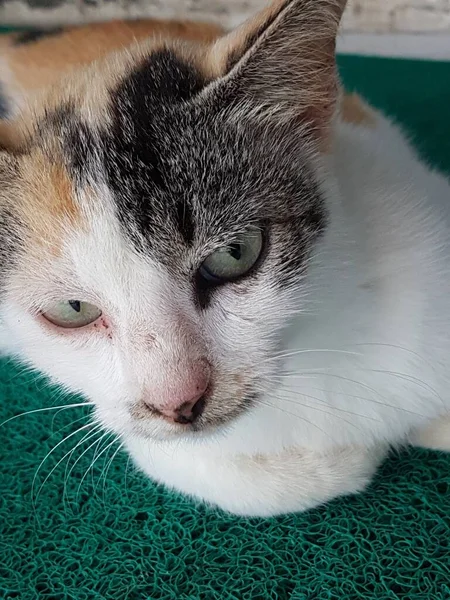 Front view of cute beautiful cat sleeping in her dreams on the floor
