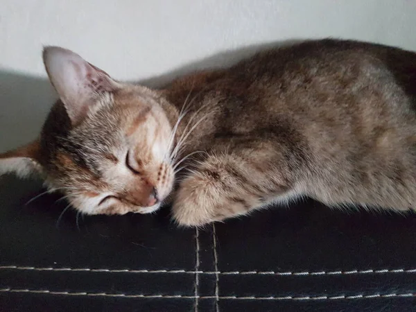 Front view of cute beautiful cat sleeping in her dreams on the floor