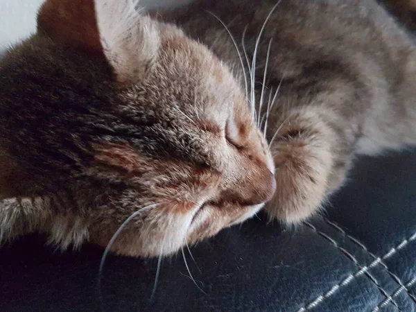 Front View Cute Beautiful Cat Sleeping Her Dreams Floor — ストック写真