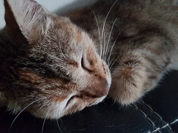 Front View Cute Beautiful Cat Sleeping Her Dreams Floor — Stock Photo, Image