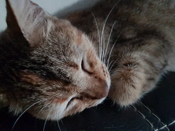 Front view of cute beautiful cat sleeping in her dreams on the floor
