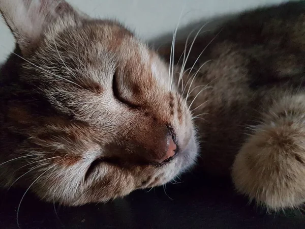 Front view of cute beautiful cat sleeping in her dreams on the floor