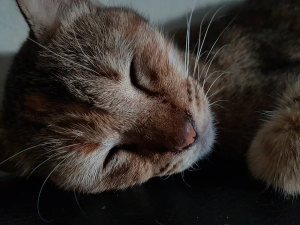 Front view of cute beautiful cat sleeping in her dreams on the floor