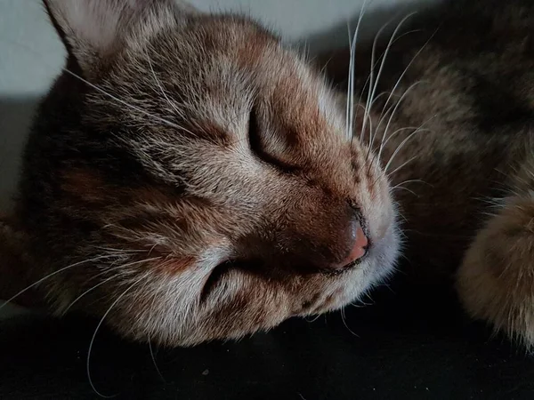 Front View Cute Beautiful Cat Sleeping Her Dreams Floor — Stock Photo, Image