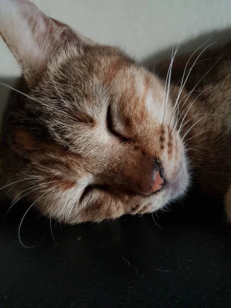 Front View Cute Beautiful Cat Sleeping Her Dreams Floor — Stock Photo, Image