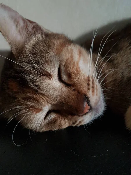 Front View Cute Beautiful Cat Sleeping Her Dreams Floor — Zdjęcie stockowe