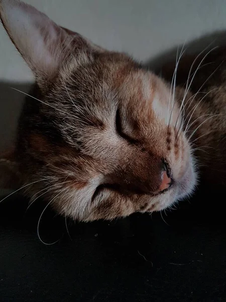 Front View Cute Beautiful Cat Sleeping Her Dreams Floor — Stock Photo, Image