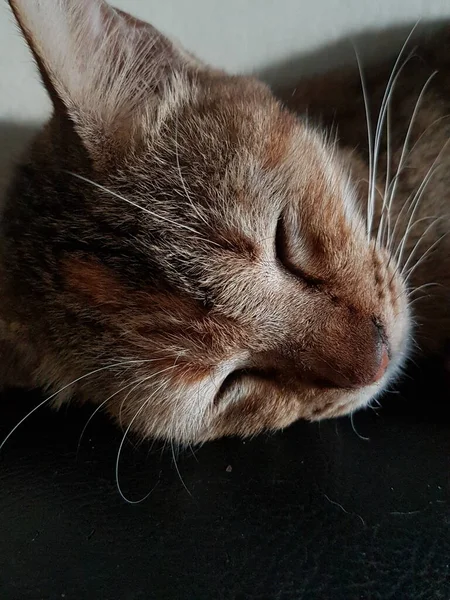 Front View Cute Beautiful Cat Sleeping Her Dreams Floor — ストック写真