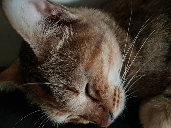 Вид Спереду Милий Красивий Кіт Спить Своїх Мріях Підлозі — стокове фото
