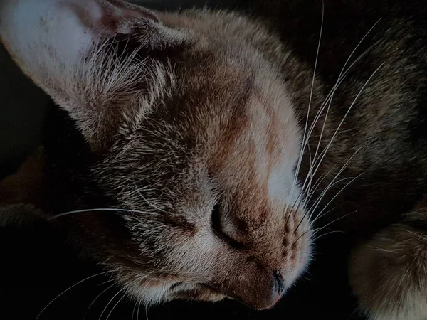 Front View Cute Beautiful Cat Sleeping Her Dreams Floor — Stok fotoğraf