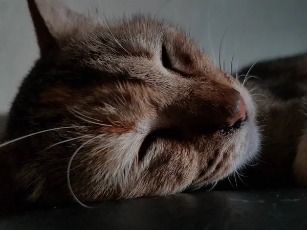 Front View Cute Beautiful Cat Sleeping Her Dreams Floor — 스톡 사진