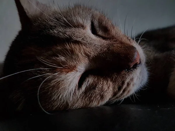 Front View Cute Beautiful Cat Sleeping Her Dreams Floor — Stock Photo, Image