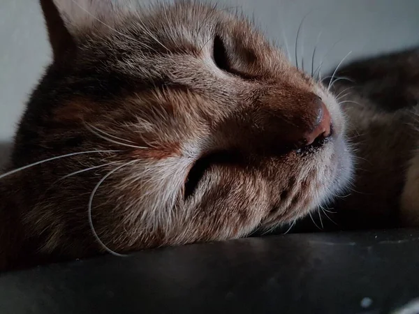 Front view of cute beautiful cat sleeping in her dreams on the floor