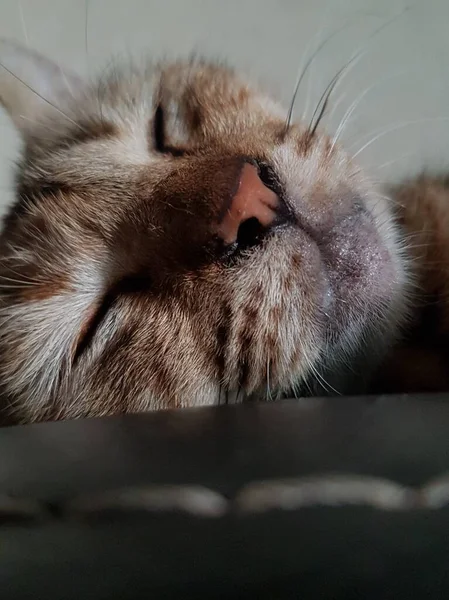 Front View Cute Beautiful Cat Sleeping Her Dreams Floor — Foto de Stock