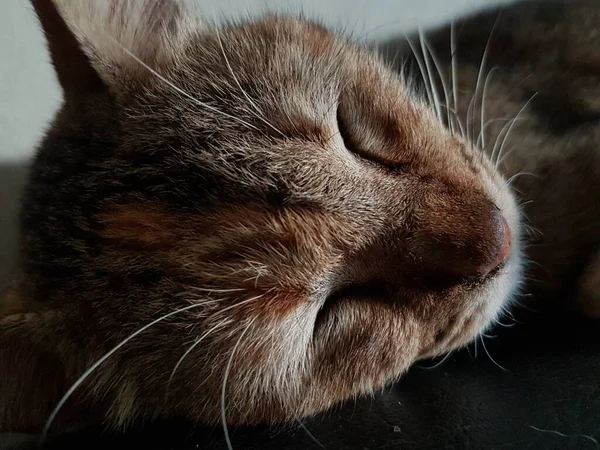 Front View Cute Beautiful Cat Sleeping Her Dreams Floor — Foto Stock
