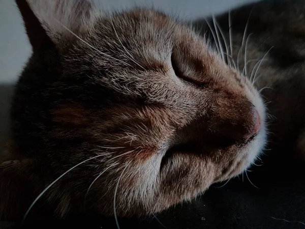 Front View Cute Beautiful Cat Sleeping Her Dreams Floor — Fotografia de Stock