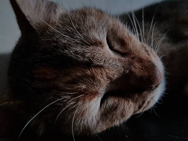 Вид Спереду Милий Красивий Кіт Спить Своїх Мріях Підлозі — стокове фото