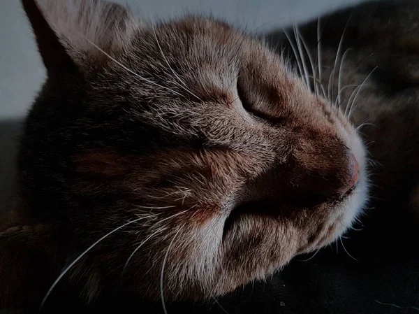 Front View Cute Beautiful Cat Sleeping Her Dreams Floor — стоковое фото