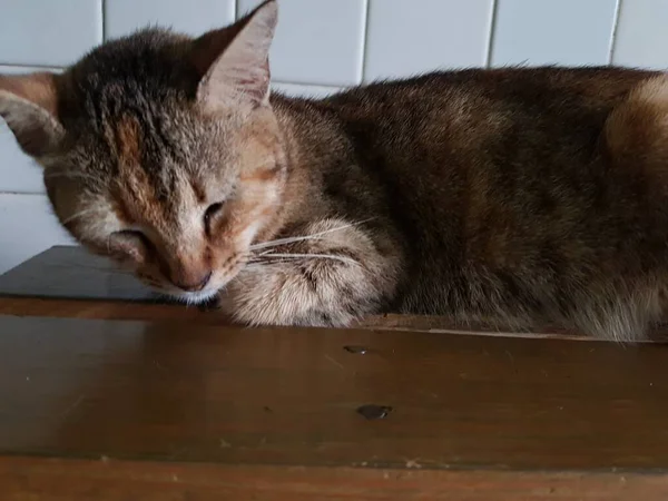 Front View Cute Beautiful Orange Cat Sleeping Her Dreams Floor — Fotografia de Stock