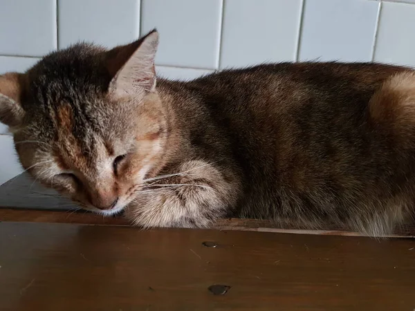Front View Cute Beautiful Orange Cat Sleeping Her Dreams Floor — Foto de Stock