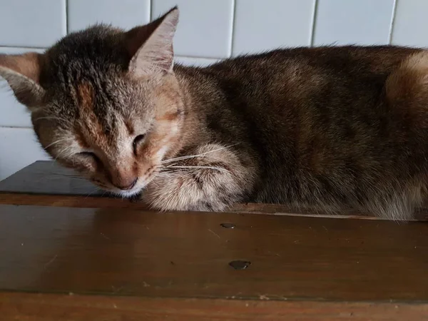 Front View Cute Beautiful Orange Cat Sleeping Her Dreams Floor — Foto Stock