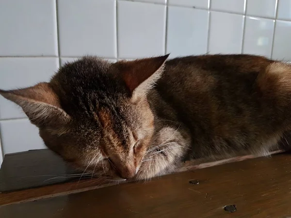Front View Cute Beautiful Orange Cat Sleeping Her Dreams Floor — ストック写真