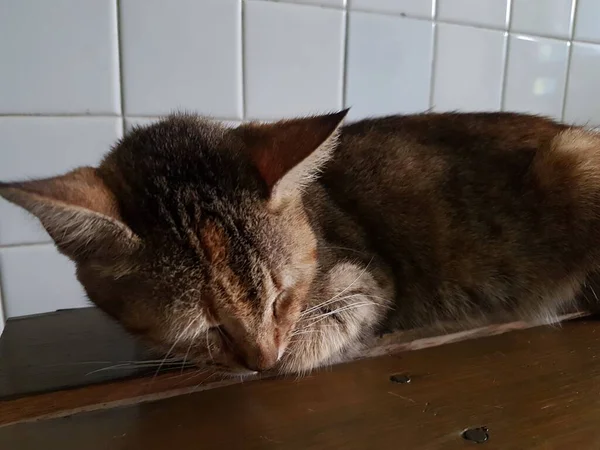 Front View Cute Beautiful Orange Cat Sleeping Her Dreams Floor — Stockfoto