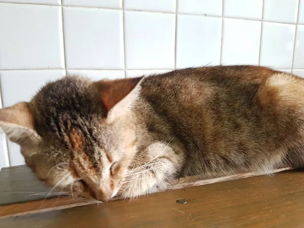 Front View Cute Beautiful Orange Cat Sleeping Her Dreams Floor — 图库照片