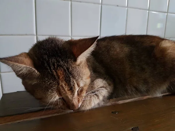 Front View Cute Beautiful Orange Cat Sleeping Her Dreams Floor — Foto Stock