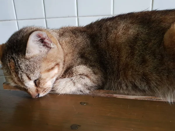 Front View Cute Beautiful Orange Cat Sleeping Her Dreams Floor — Photo