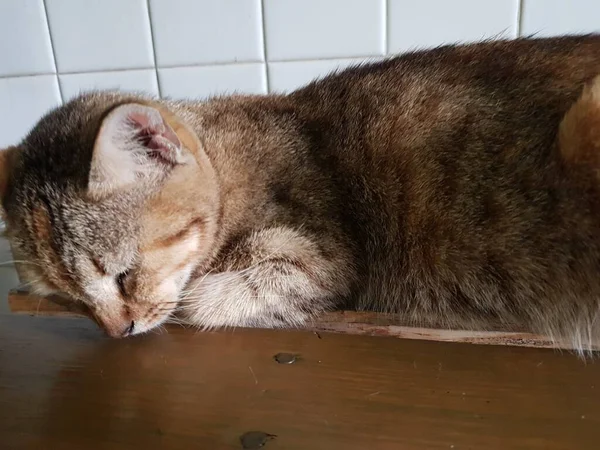 Front View Cute Beautiful Orange Cat Sleeping Her Dreams Floor — Stockfoto