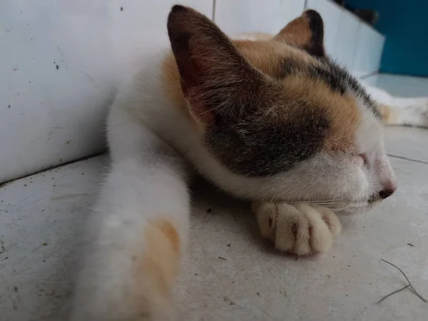 Tampilan Depan Kucing Oranye Yang Cantik Tidur Dalam Mimpinya Lantai — Stok Foto