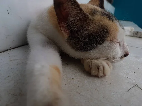 Front View Cute Beautiful Orange Cat Sleeping Her Dreams Floor — Photo