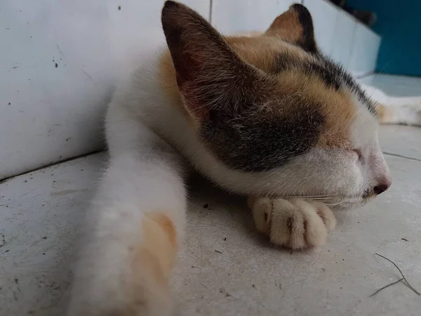 Front View Cute Beautiful Orange Cat Sleeping Her Dreams Floor — ストック写真