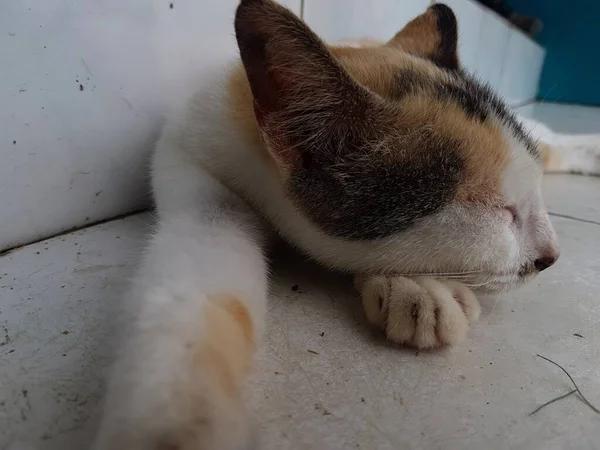 Front View Cute Beautiful Orange Cat Sleeping Her Dreams Floor — стоковое фото